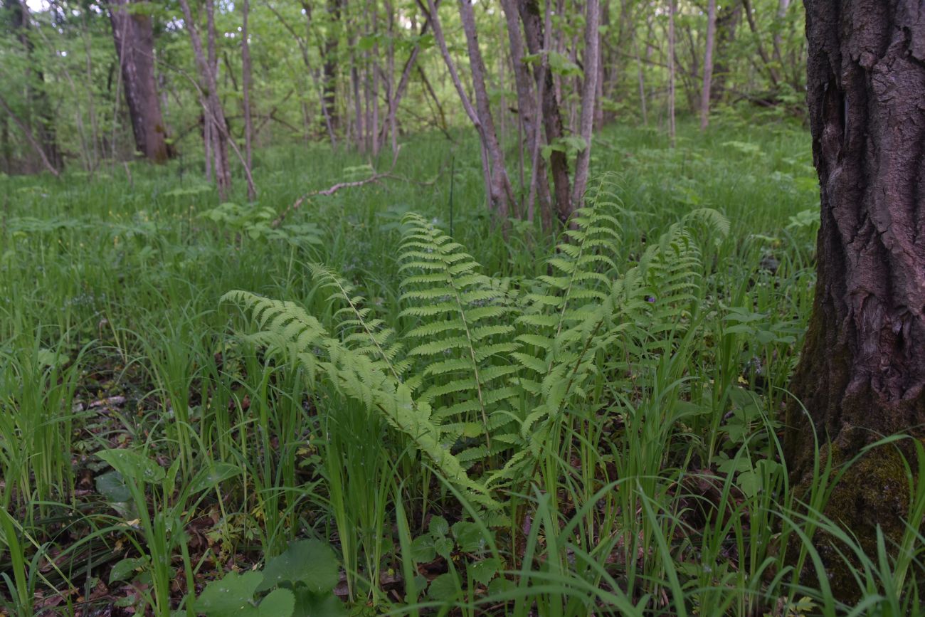 Image of Dryopteris filix-mas specimen.