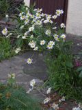 Leucanthemum vulgare