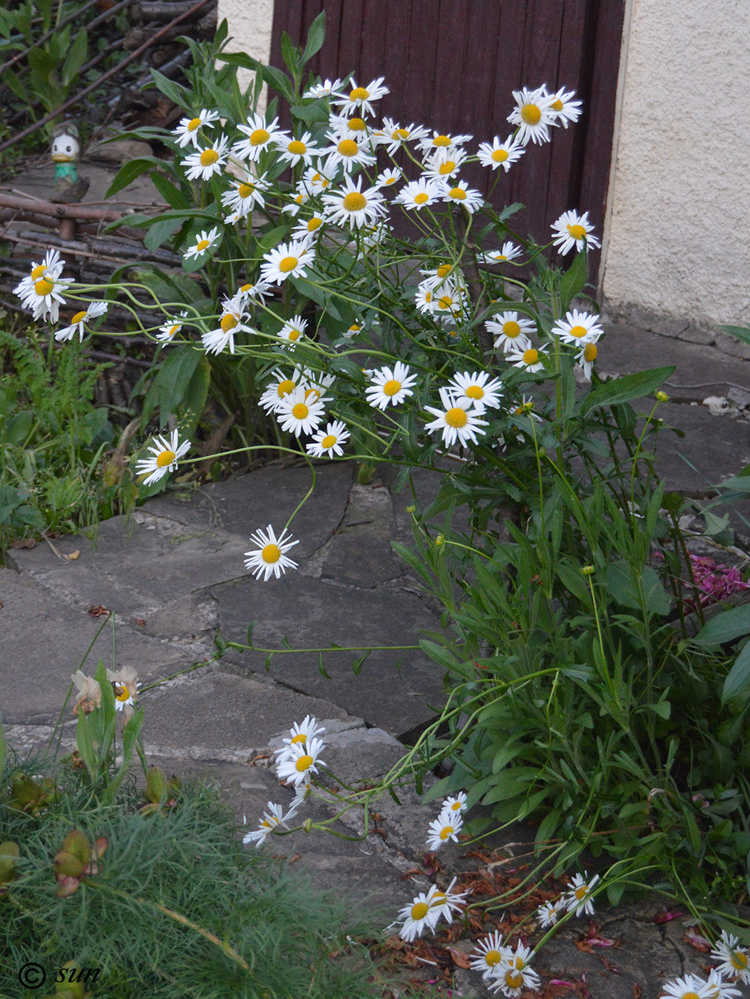 Image of Leucanthemum vulgare specimen.