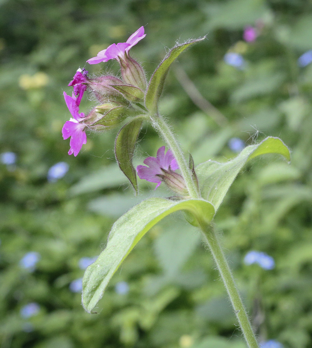 Изображение особи Melandrium dioicum.