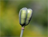 Fritillaria meleagris