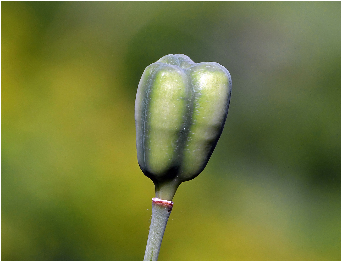 Image of Fritillaria meleagris specimen.