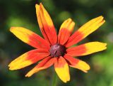 Rudbeckia hirta. Соцветие. Приморский край, Ольгинский р-н, пгт Ольга, на обочине дороги. 10.07.2022.