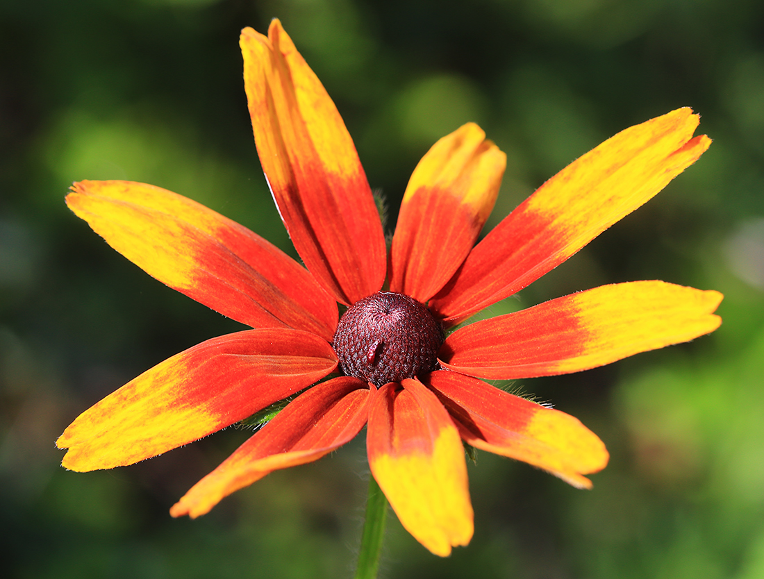 Image of Rudbeckia hirta specimen.