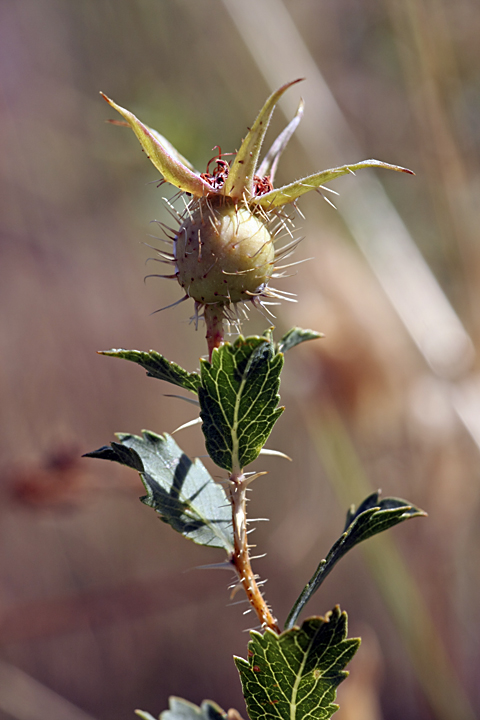 Image of Rosa persica specimen.