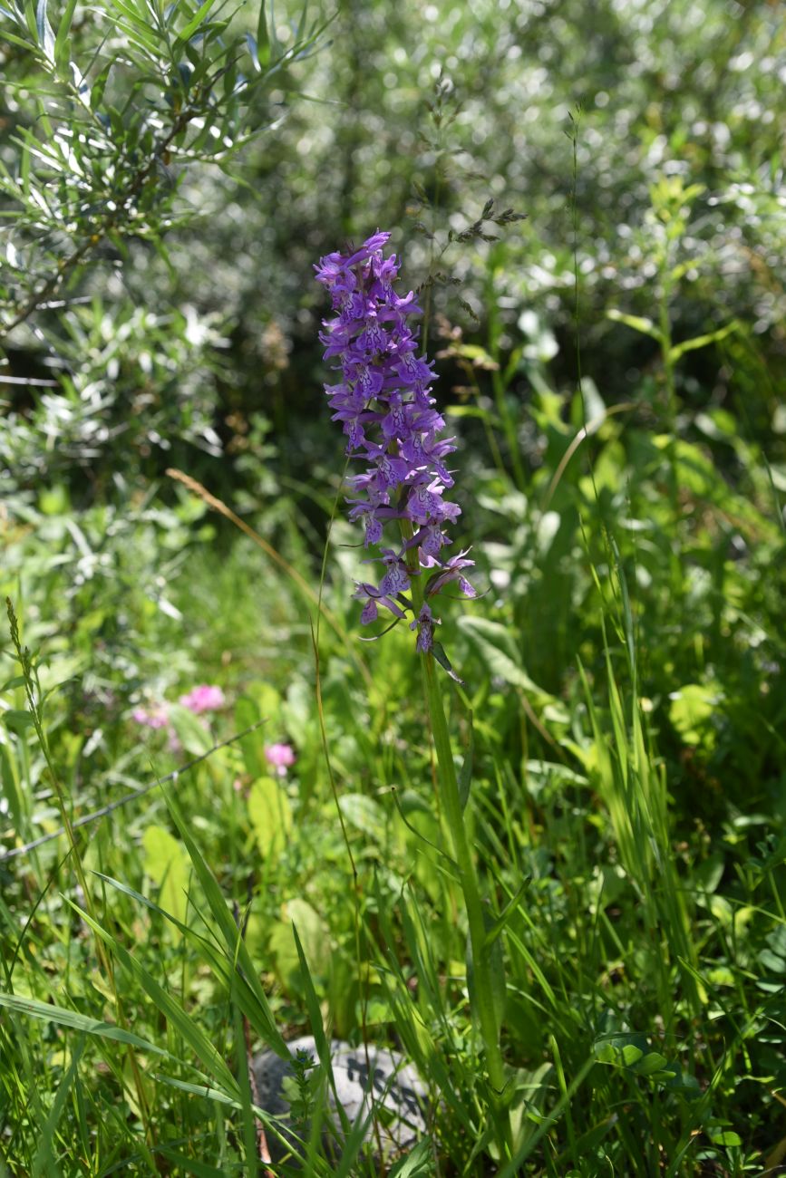 Изображение особи Dactylorhiza urvilleana.