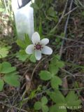 Anemone tschernaewii