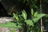 genus Phlomoides. Верхушка вегетирующего растения. Республика Ингушетия, Джейрахский р-н, заброшенное селение Эгикхал, рядом с башнями. 22 июня 2022 г.