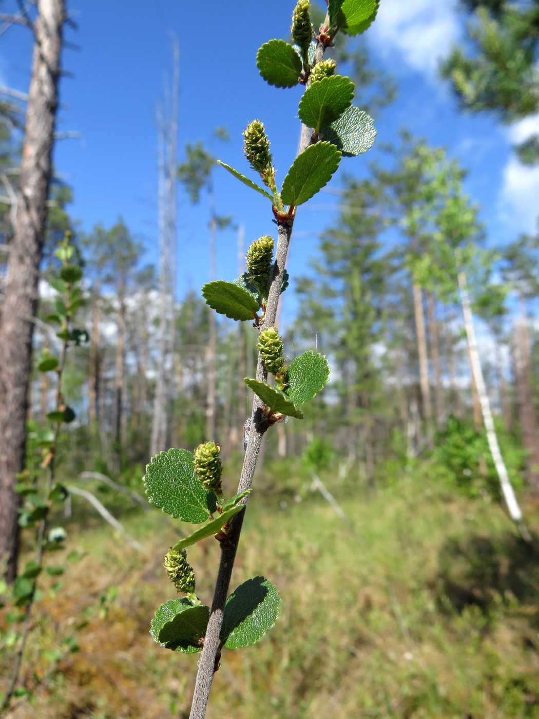 Изображение особи Betula nana.