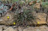 genus Helianthemum