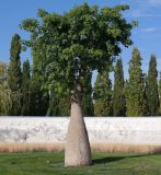 Ceiba speciosa