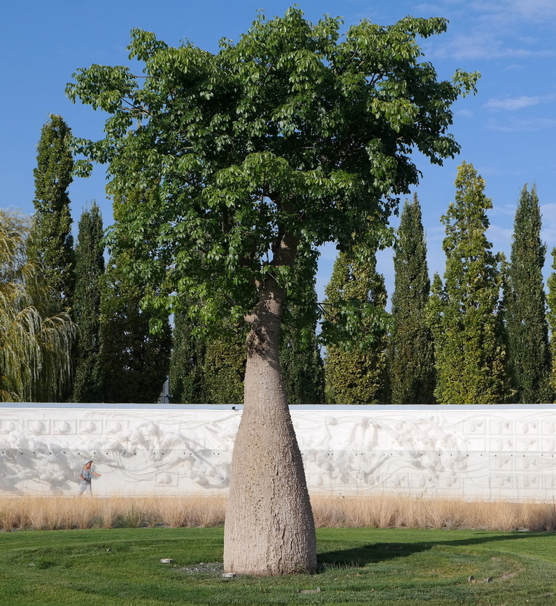 Изображение особи Ceiba speciosa.