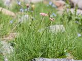 Chaerophyllum roseum. Цветущее растение. Карачаево-Черкесия, Урупский р-н, Кавказский биосферный заповедник, Имеретинский горный узел, СВ склон пика Ставрополь, верхняя стоянка Имеретинской тропы, ≈ 2400 м н.у.м., альпийский луг, в скальной расщелине. 28.07.2022.