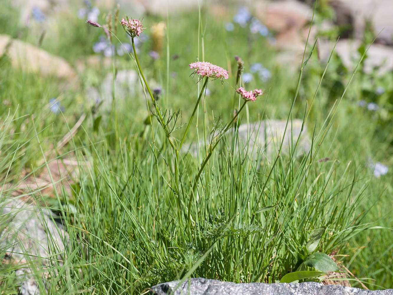 Image of Chaerophyllum roseum specimen.