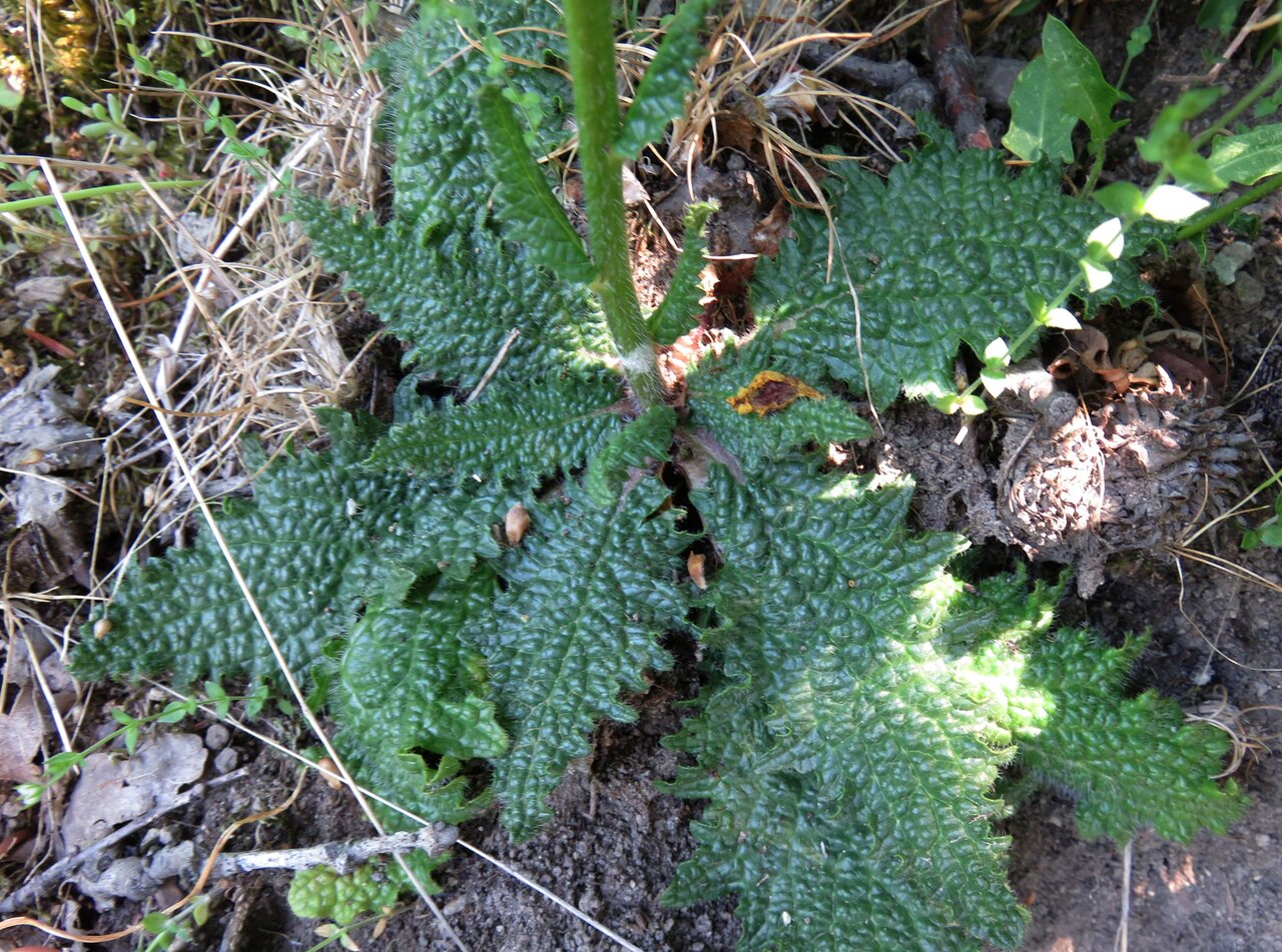 Изображение особи Verbascum xanthophoeniceum.
