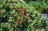 Spiraea beauverdiana. Плодоносящие растения. Курильские о-ва, о-в Кунашир, вулкан Менделеева, ≈ 800 м н.у.м., на скале. 21.08.2022.