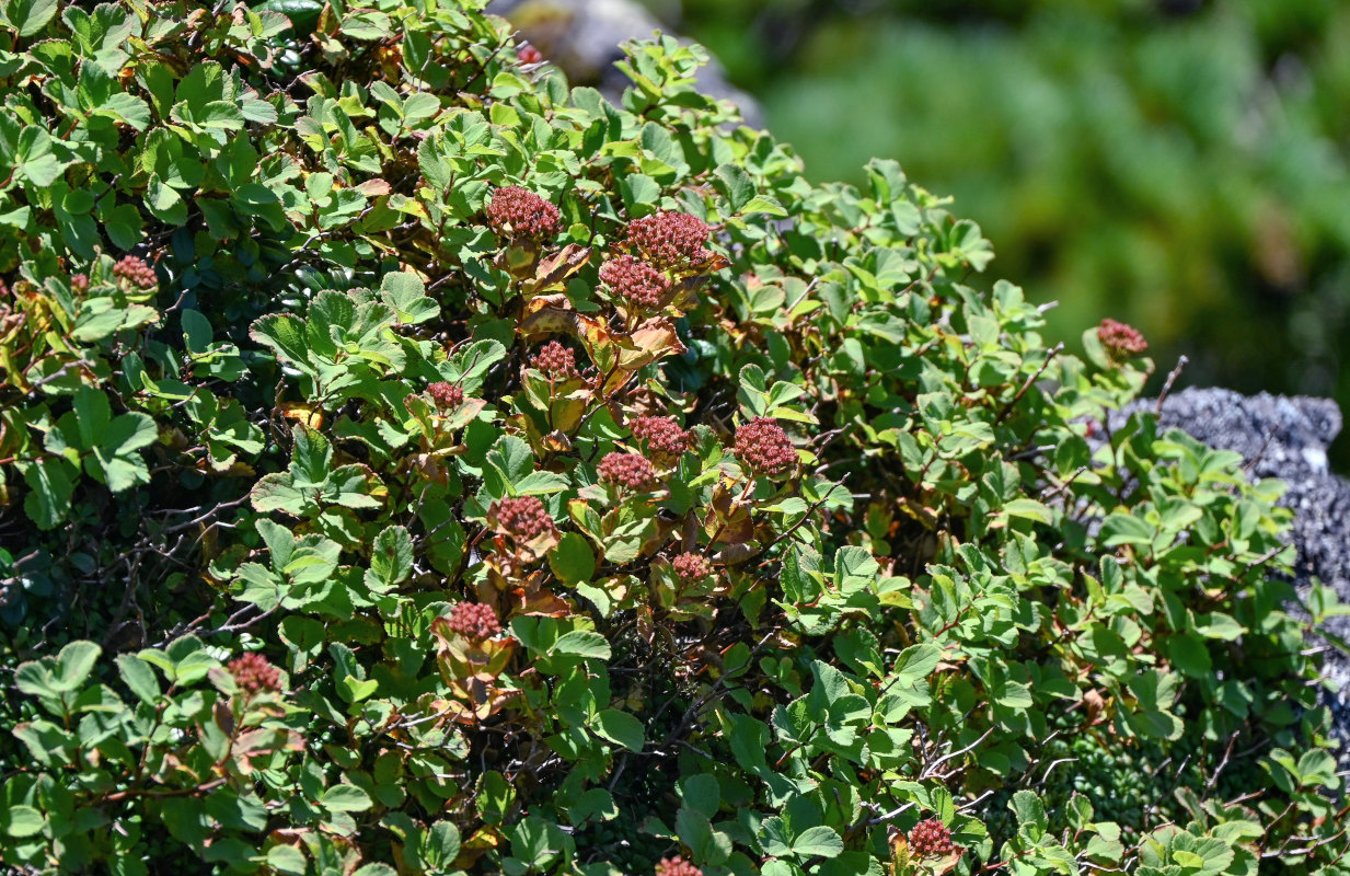 Image of Spiraea beauverdiana specimen.