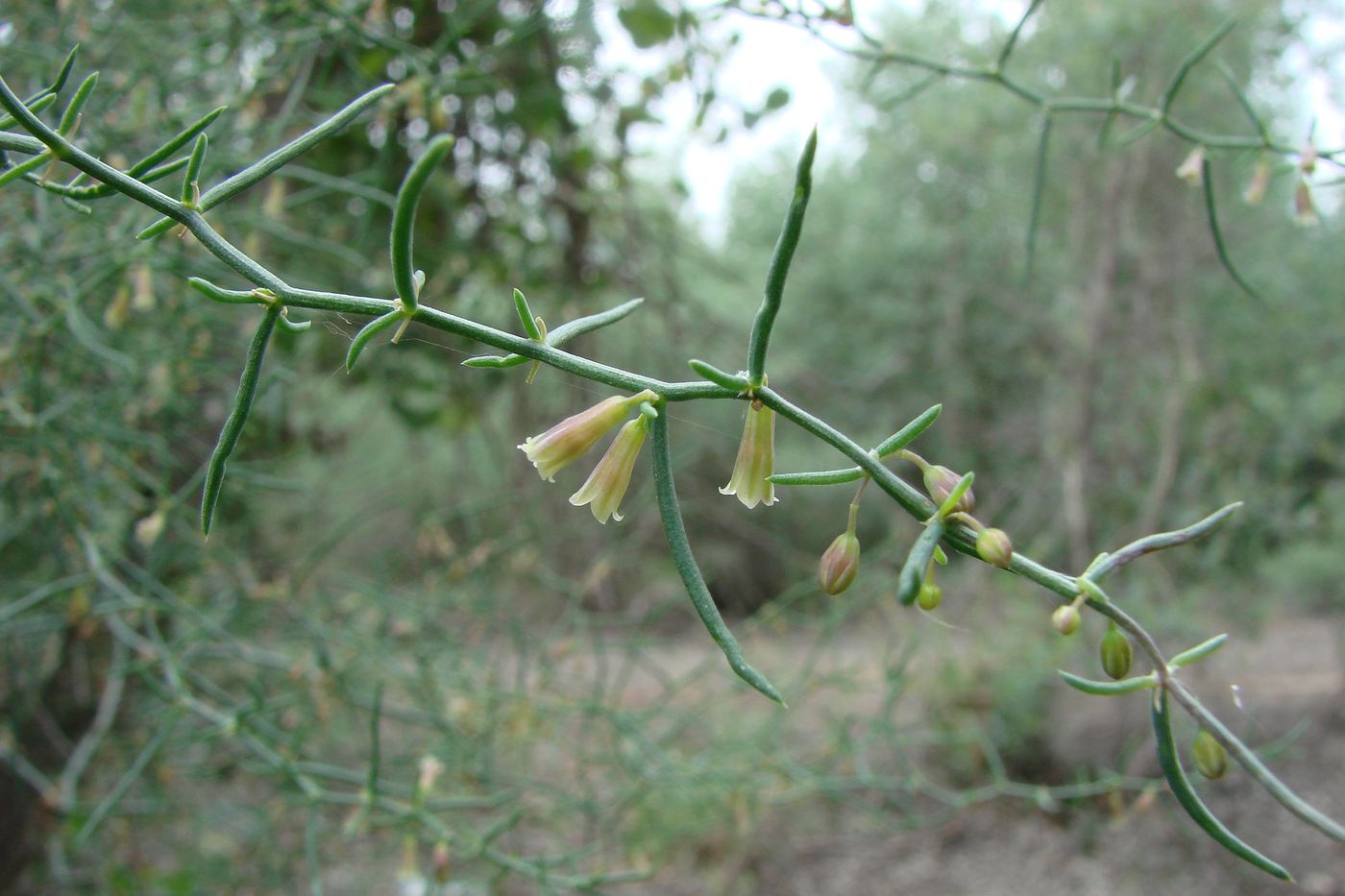 Image of Asparagus persicus specimen.