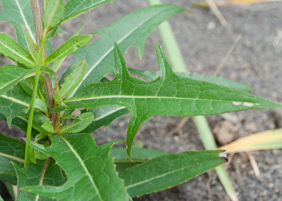 Image of Lactuca sibirica specimen.