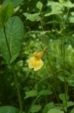 Impatiens noli-tangere