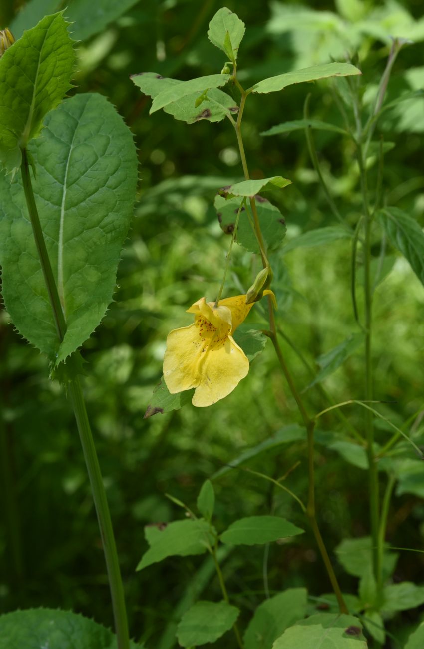 Image of Impatiens noli-tangere specimen.