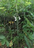 Ornithogalum ponticum. Цветущее растение. Краснодарский край, Кавказский р-н, окр. ст-цы Темижбекская, в кустарниках. 14.06.2022.