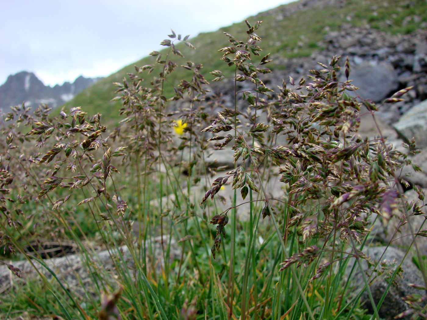 Image of Poa alpina specimen.