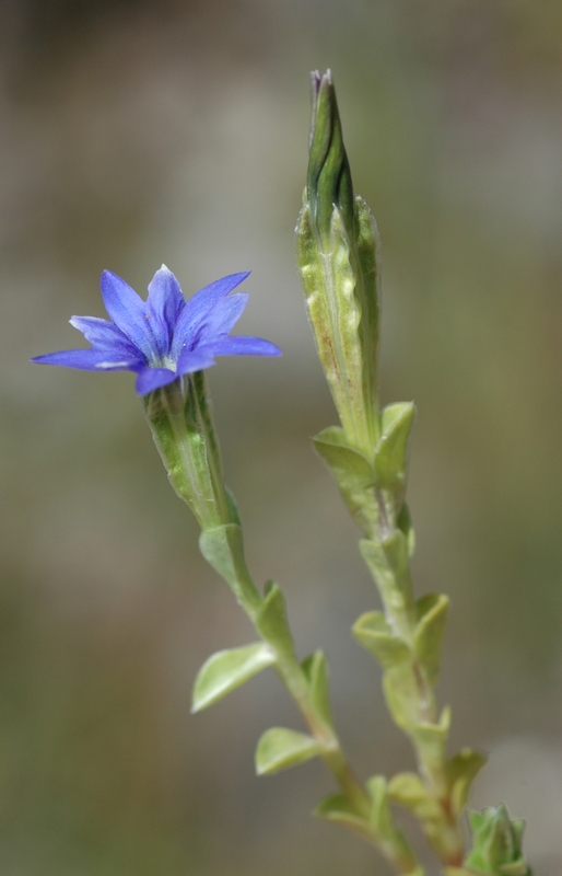 Image of Gentiana karelinii specimen.