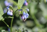 Symphytum caucasicum. Соцветие с фуражирующей пчелой. Томская обл., г. Томск, Академгородок, в культуре. 29.06.2021.