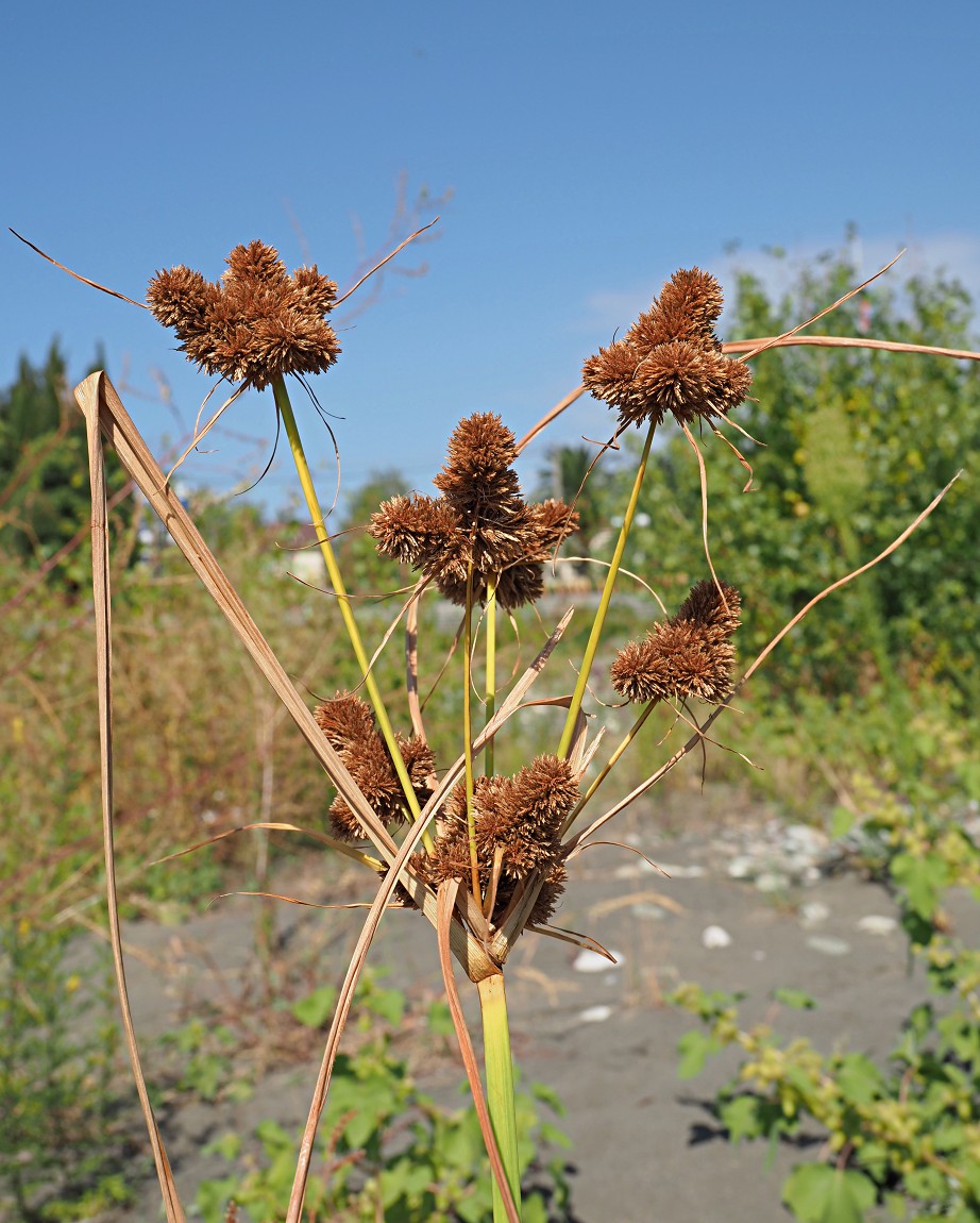 Изображение особи Cyperus glomeratus.