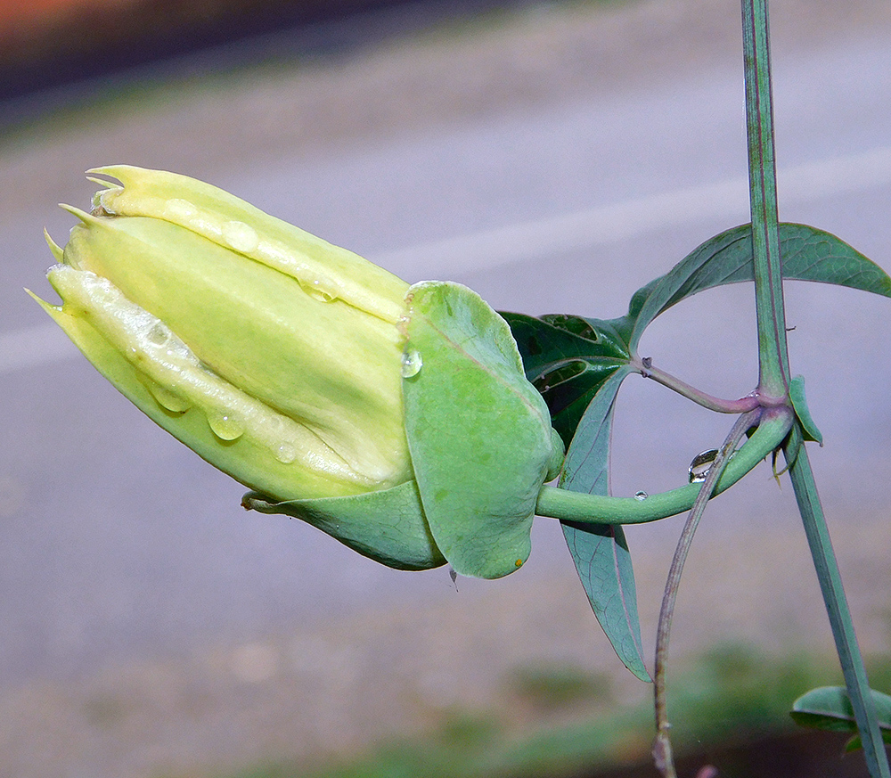 Image of Passiflora caerulea specimen.