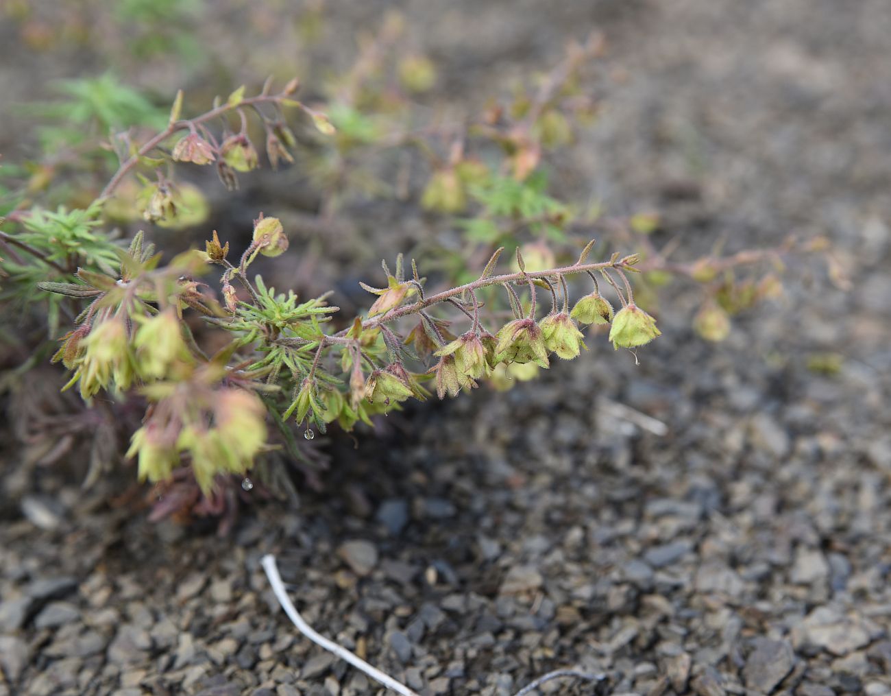 Image of Veronica caucasica specimen.