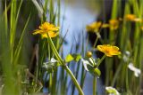 Caltha palustris. Верхушка цветущего растения. Ленинградская обл., Ломоносовский р-н, р. Фабричная Речка, мелководье. 22.05.2022.