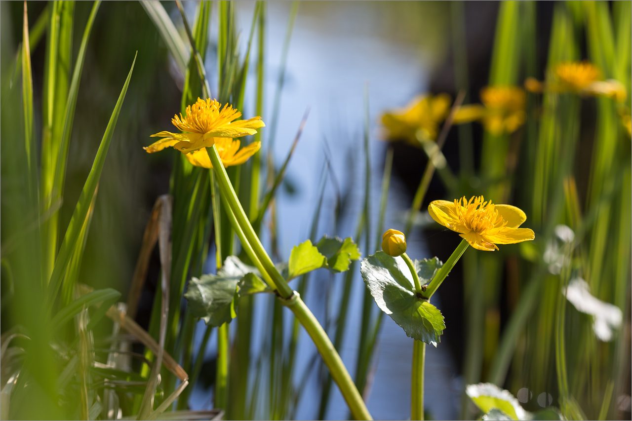 Image of Caltha palustris specimen.