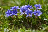 Gentiana dshimilensis