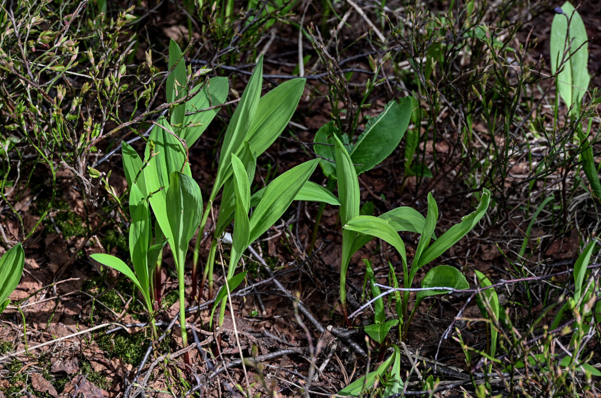 Image of Allium microdictyon specimen.