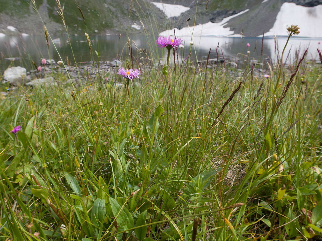 Image of Erigeron venustus specimen.