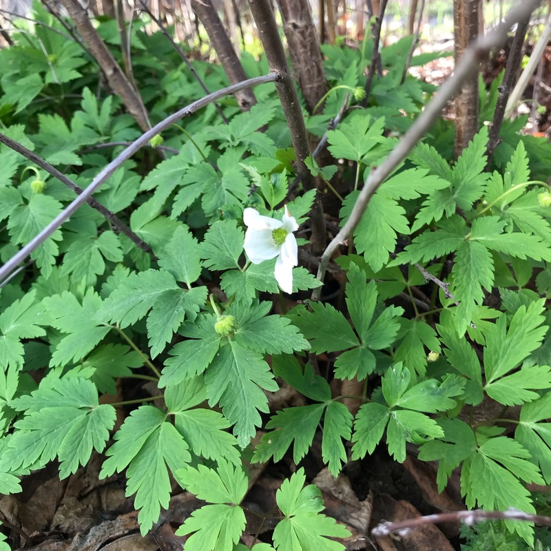 Изображение особи Anemone altaica.