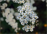 Spiraea × cinerea. Цветки на верхушке ветви. Московская обл., Раменский р-н, окр. дер. Хрипань, садовый участок. 15.05.2023.