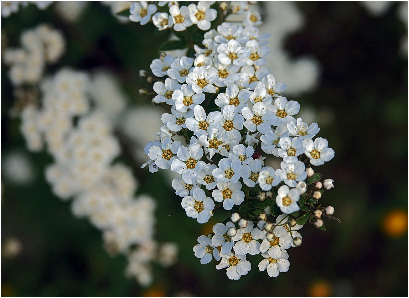 Изображение особи Spiraea &times; cinerea.