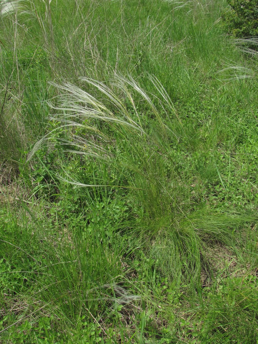 Image of genus Stipa specimen.