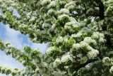 genus Pyrus. Цветущие ветви. Санкт-Петербург, Фрунзенский р-н, парк \"Яблоневый сад\", в культуре. 14.05.2023.
