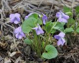 Viola brachysepala