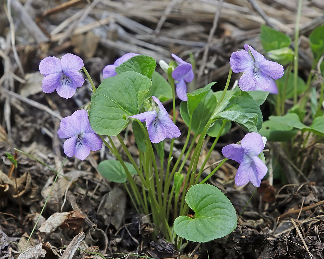 Image of Viola brachysepala specimen.