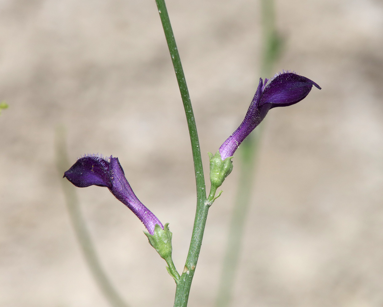 Изображение особи Dodartia orientalis.