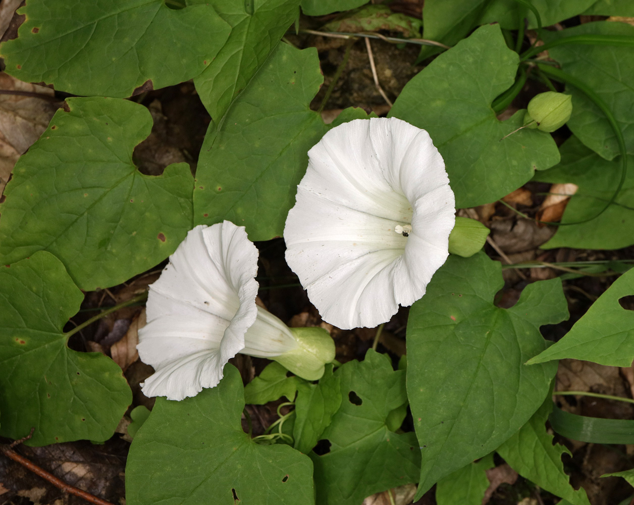 Изображение особи Calystegia silvatica.