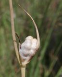 Gladiolus imbricatus. Плод и часть побега. Крым, окр. Ялты, высокоможжевеловый лес. 18 июля 2023 г.