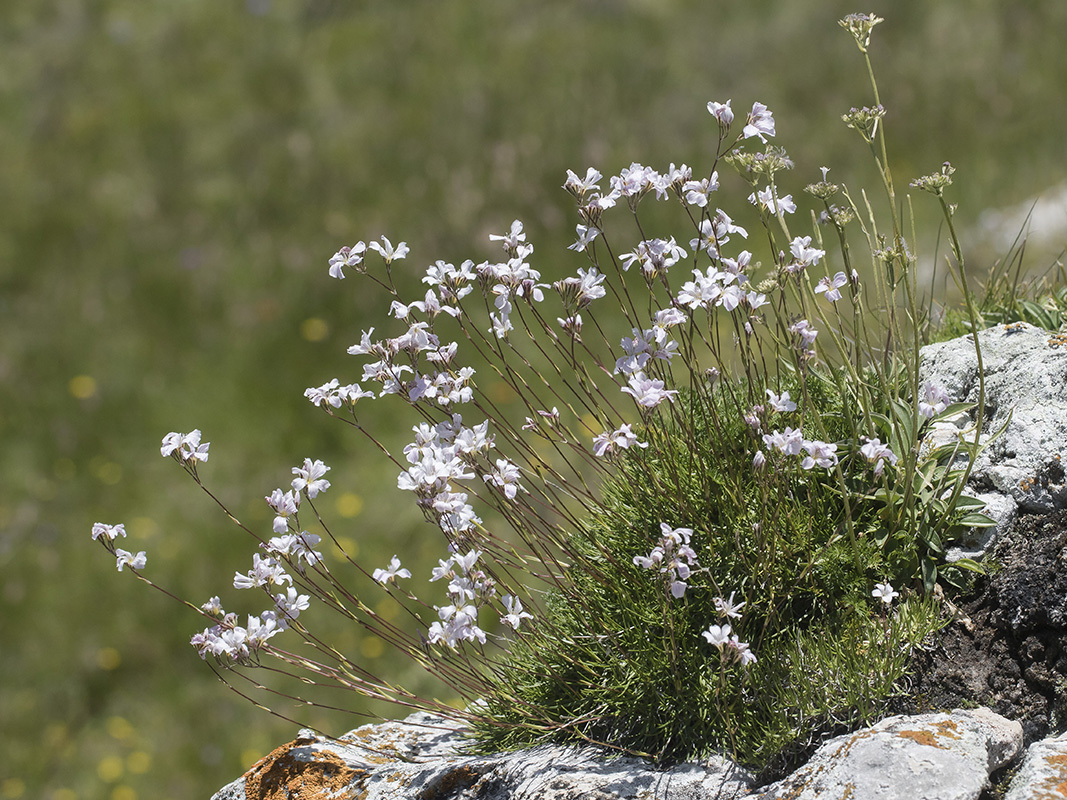 Изображение особи Gypsophila tenuifolia.