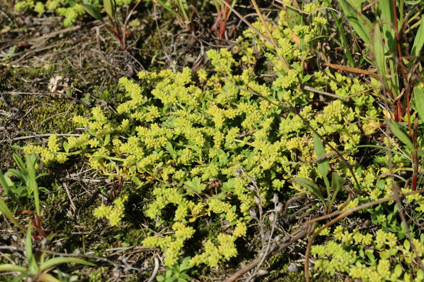 Image of Herniaria glabra specimen.