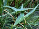 Sagittaria sagittifolia. Листья. Чувашия, окр. г. Шумерля, Кумашкинский заказник, оз. Прорва. 11 августа 2005 г.